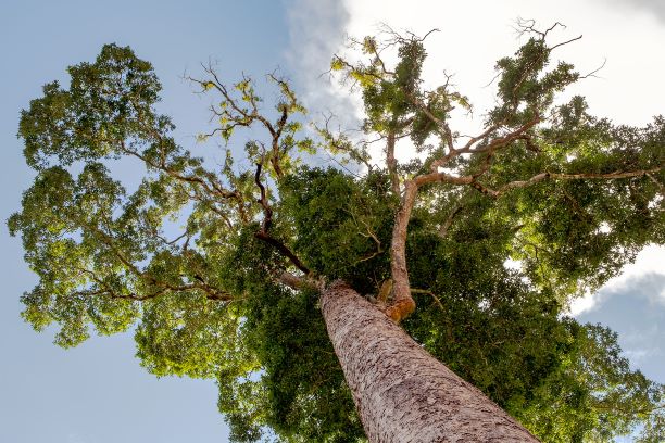 A new and more effective way towards initialing the Lao-EU FLEGT VPA (Lao-EU Forest Law Enforcement, Governance and Trade towards Voluntary Partnership Agreement)
