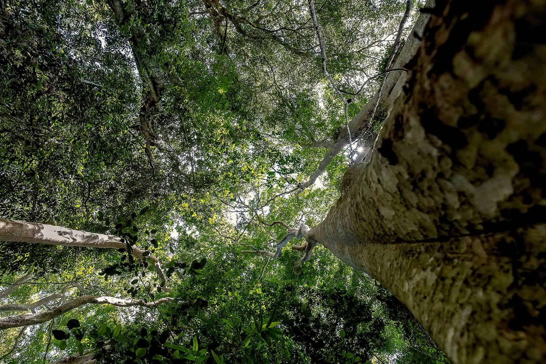 The Provincial FLEGT Standing Office (PFSO): Agreed, Endorsed, Established